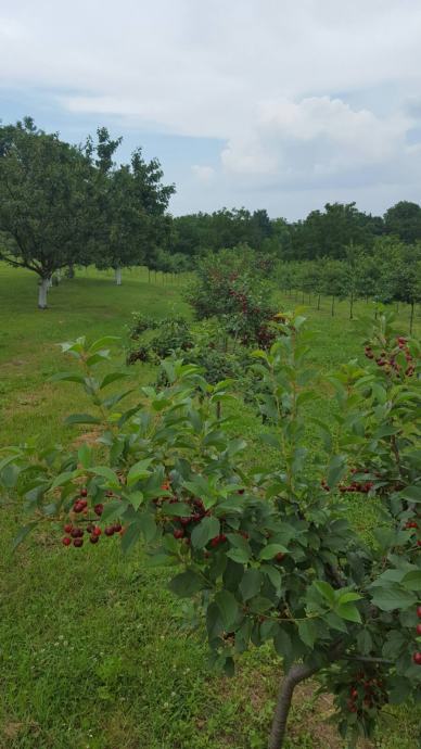 oblačinska višnja