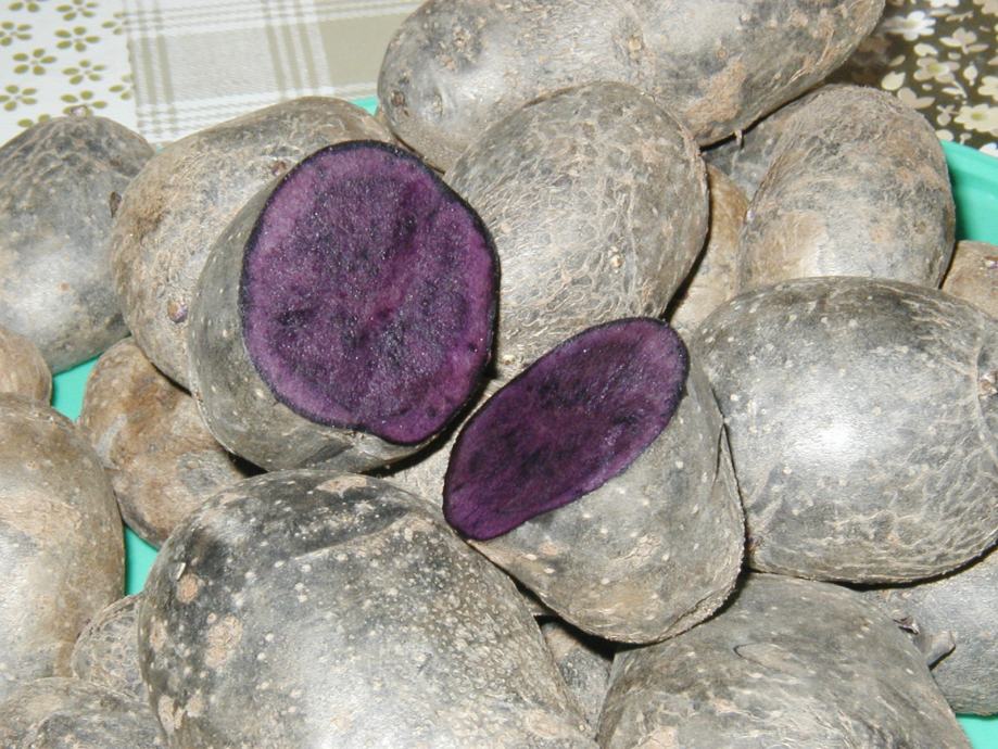 Plavi (ljubičasti) krumpir iz Podravine