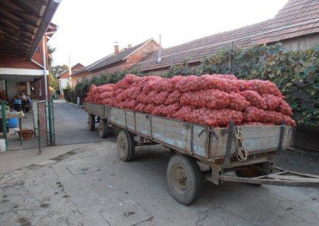 Prodaje se stočni sitni krumpir dostava Hrvatska i Slovenija