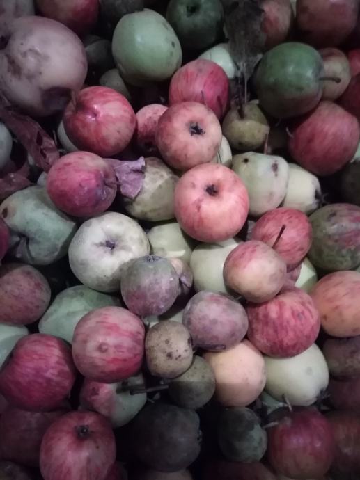 Divlje jabuke i kruške za vočnu turšijuZDRAVLJE IZ PRIRODE