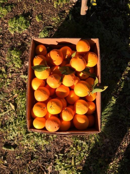 Domače naranče Washington