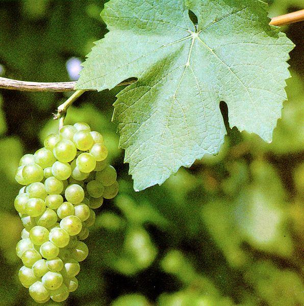 Grožđe Pinot bijeli, Chardonnay, Graševina 5kn/kg