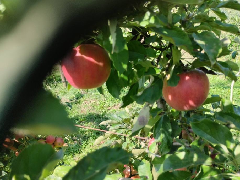 Jabuka Idared, Jonagold, Fuji, Pink Lady i Zlatni Delišes, dostava Zg