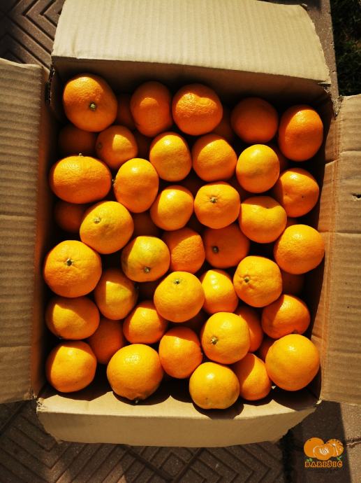 Neretvanske mandarine 20kg - OPG Barišić