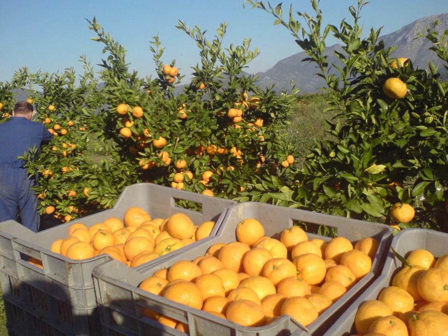 Neretvanske mandarine - cijena s dostavom u HR