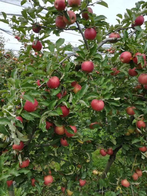 Prodajem jabuku Idared, Pink Lady i Jonagold
