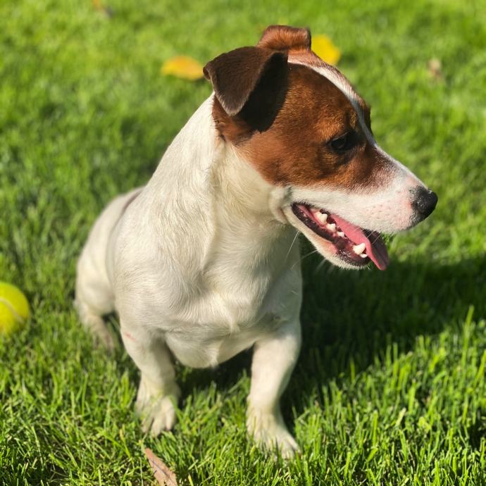 JACK RUSSELL POKLANJAM