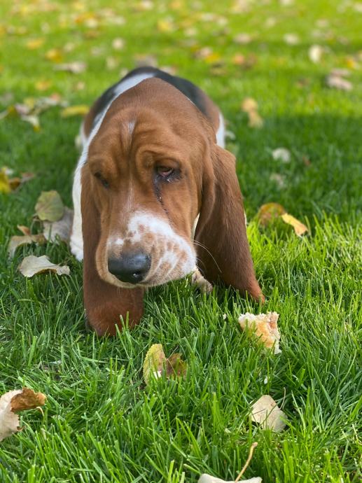 JACK RUSSELL POKLANJAM