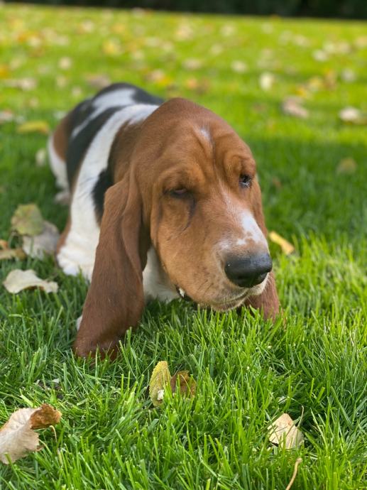 JACK RUSSELL POKLANJAM