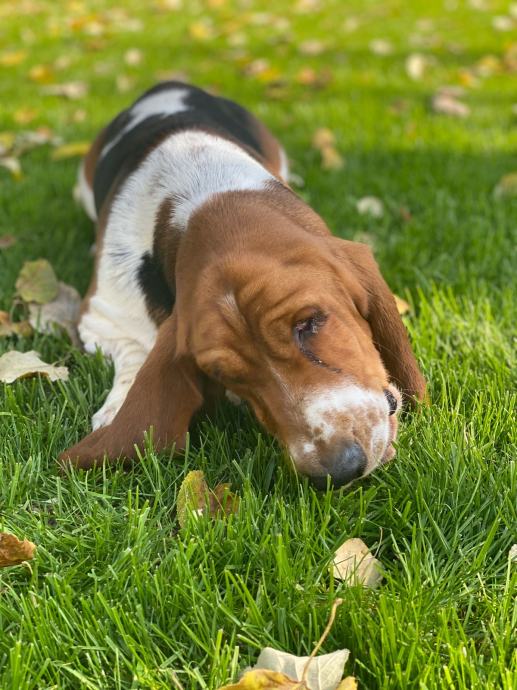 JACK RUSSELL POKLANJAM