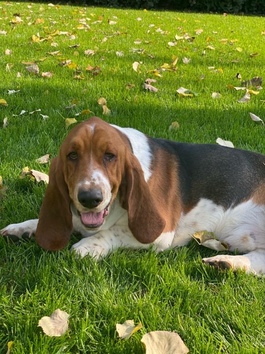 JACK RUSSELL POKLANJAM