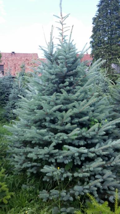 Božićna drvca-Velika Gorica