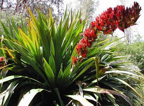 DORYANTHES PALMERI Giant Lily  10 sjemenki