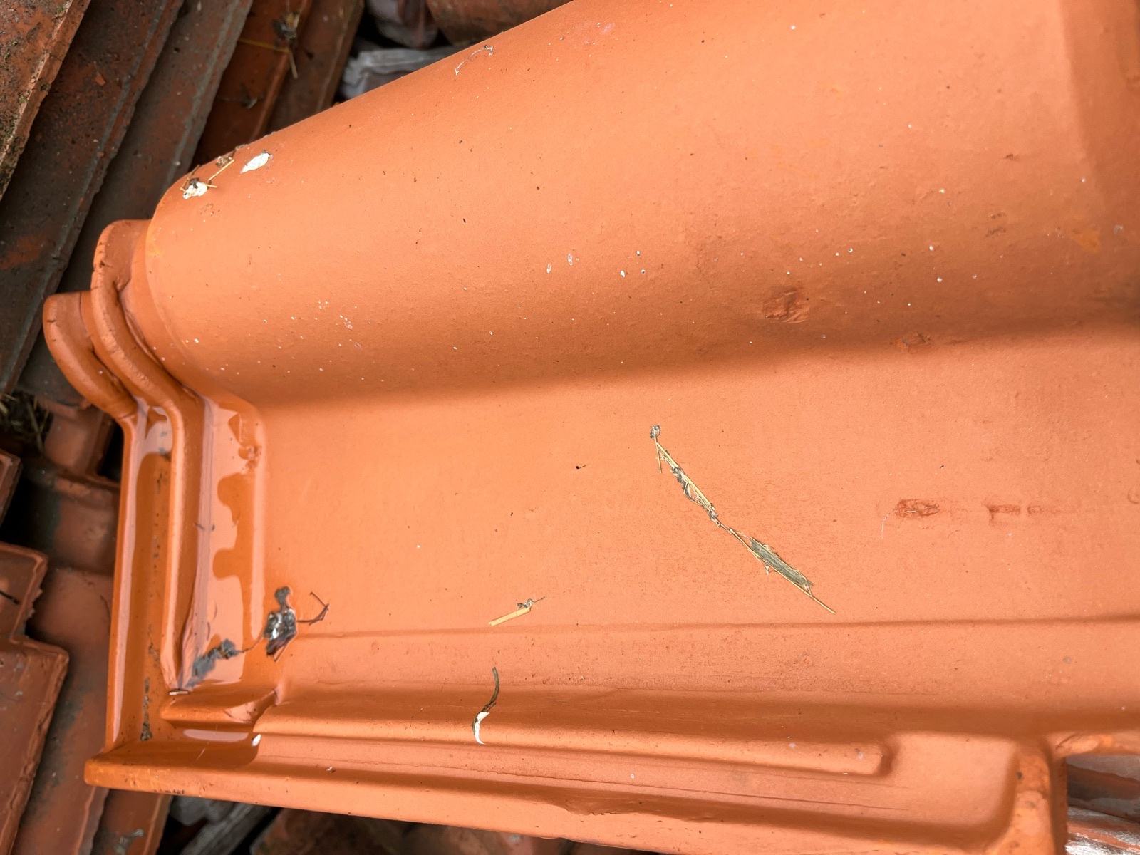 Crijep Mediteran tigar