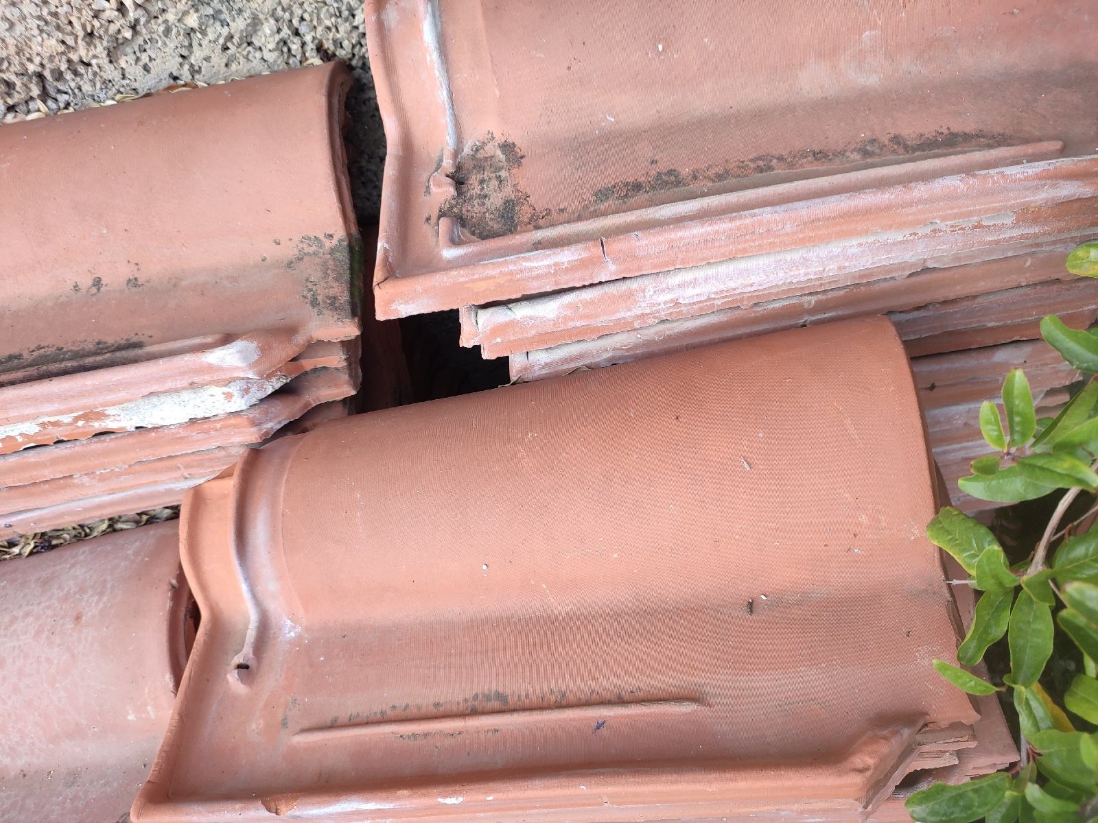 Mediteran ca 250 kom poklanjam