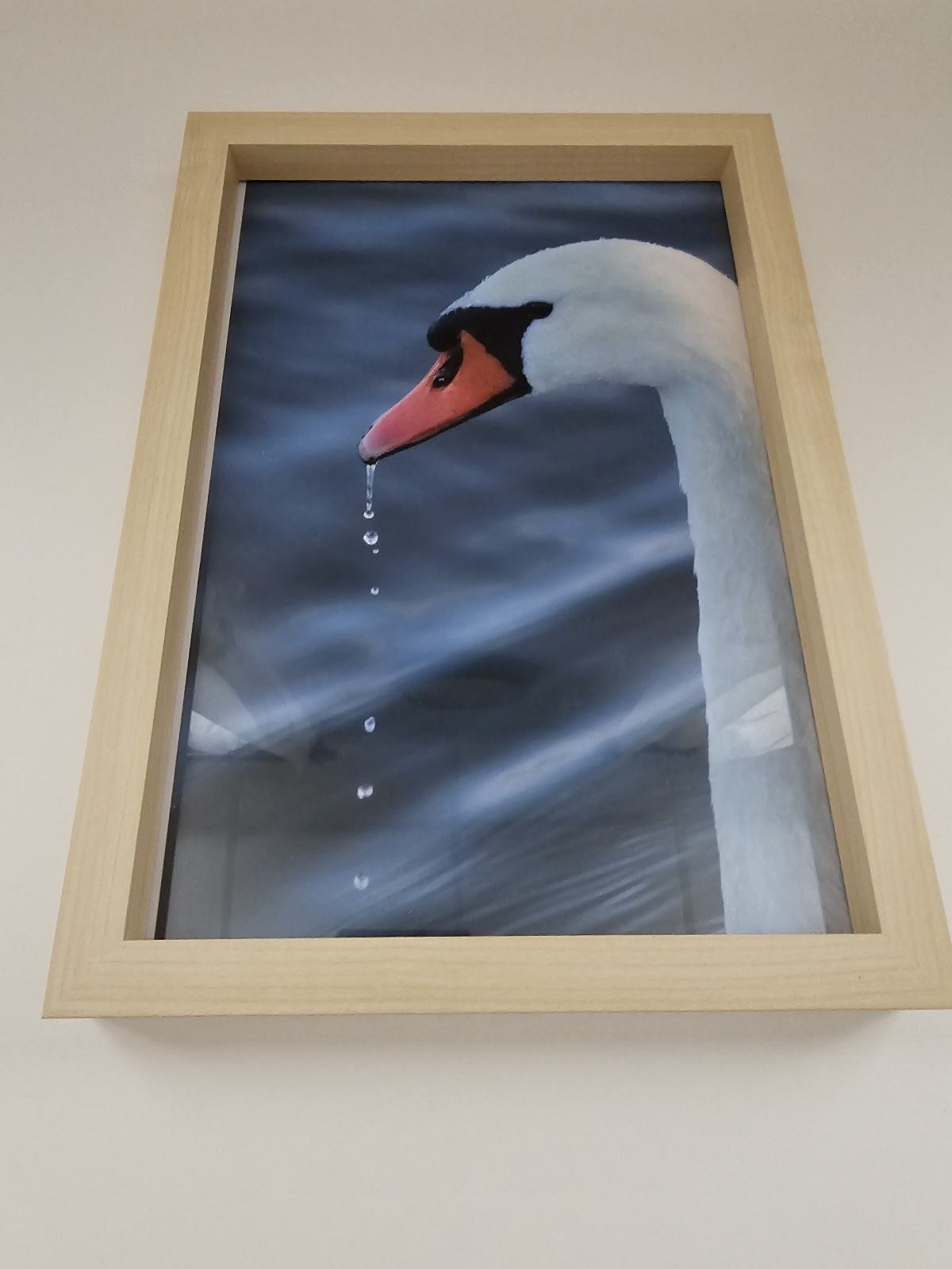 Labud na Ivanečkim jezerima