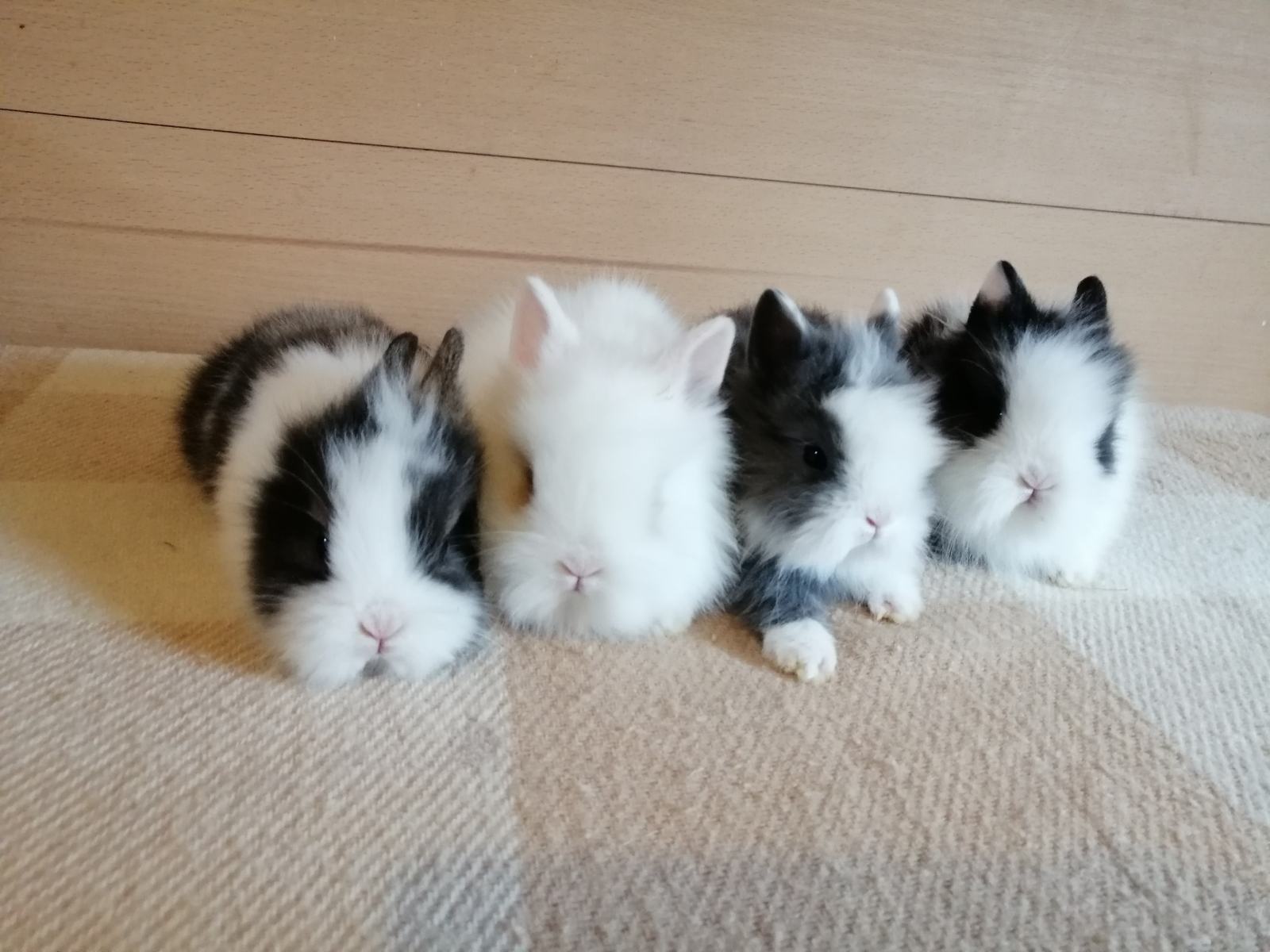 Mini kunići