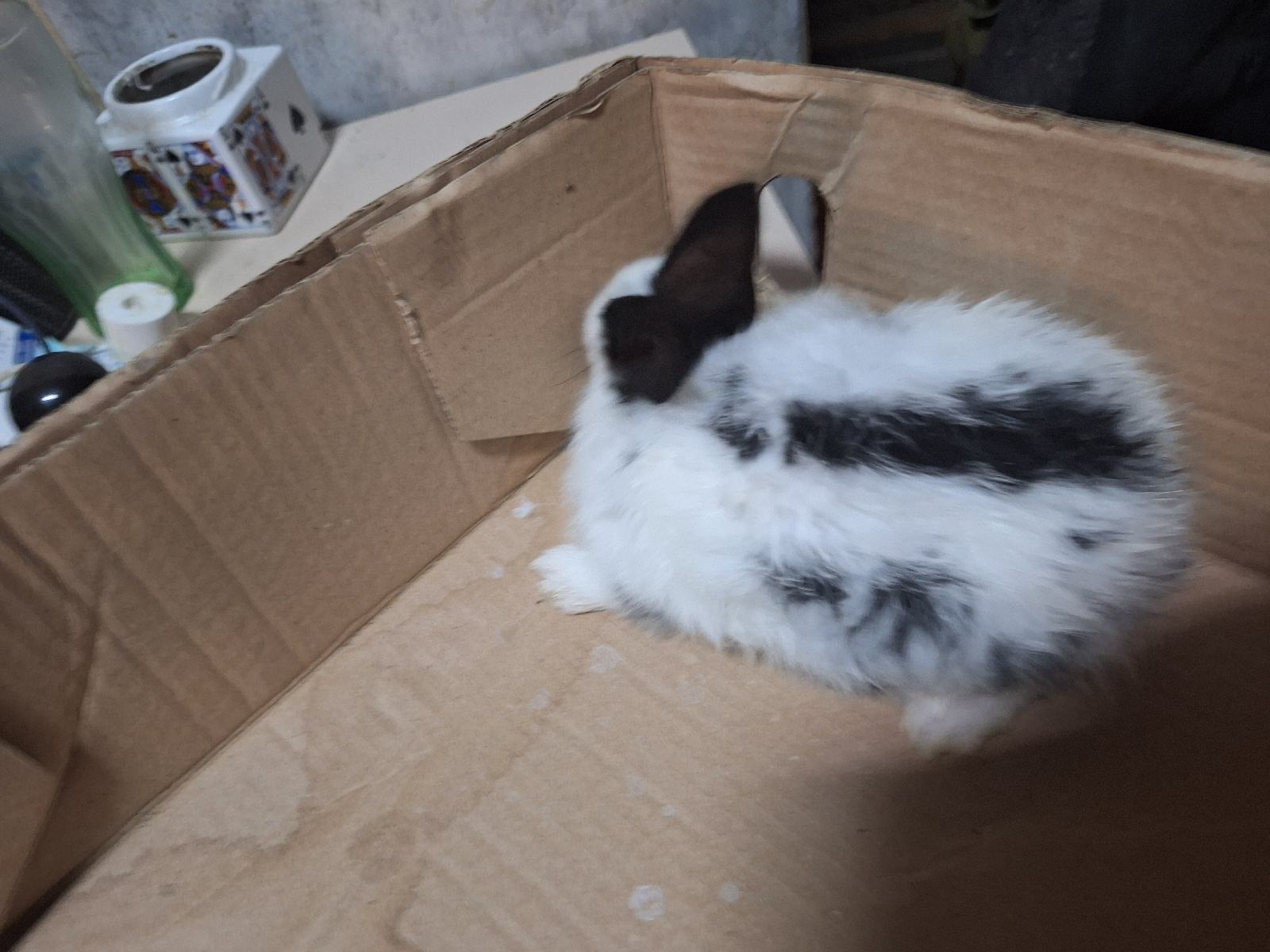 Mini patuljasti KUNIĆI uu pefh boji ostalo još 2 idealni za poklon