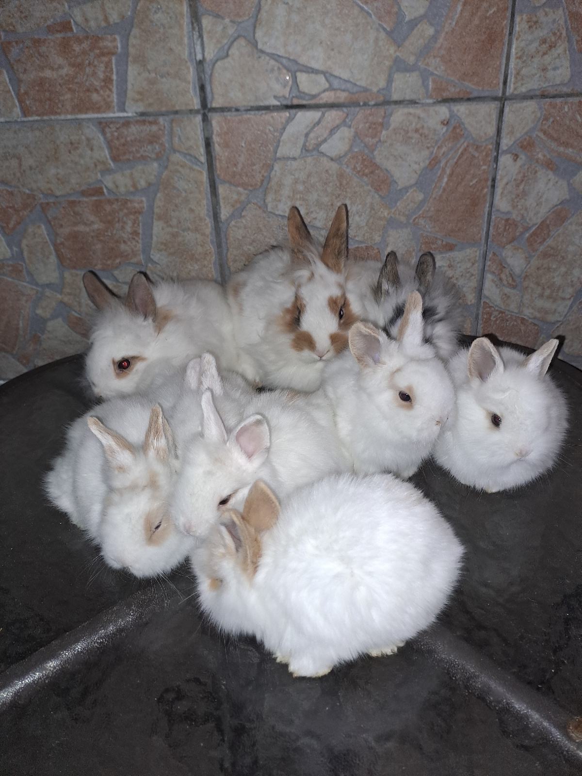 Patuljasti kunići