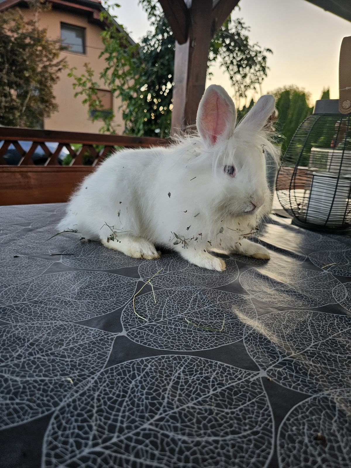 PATULJASTI,MINI KUNIĆI
