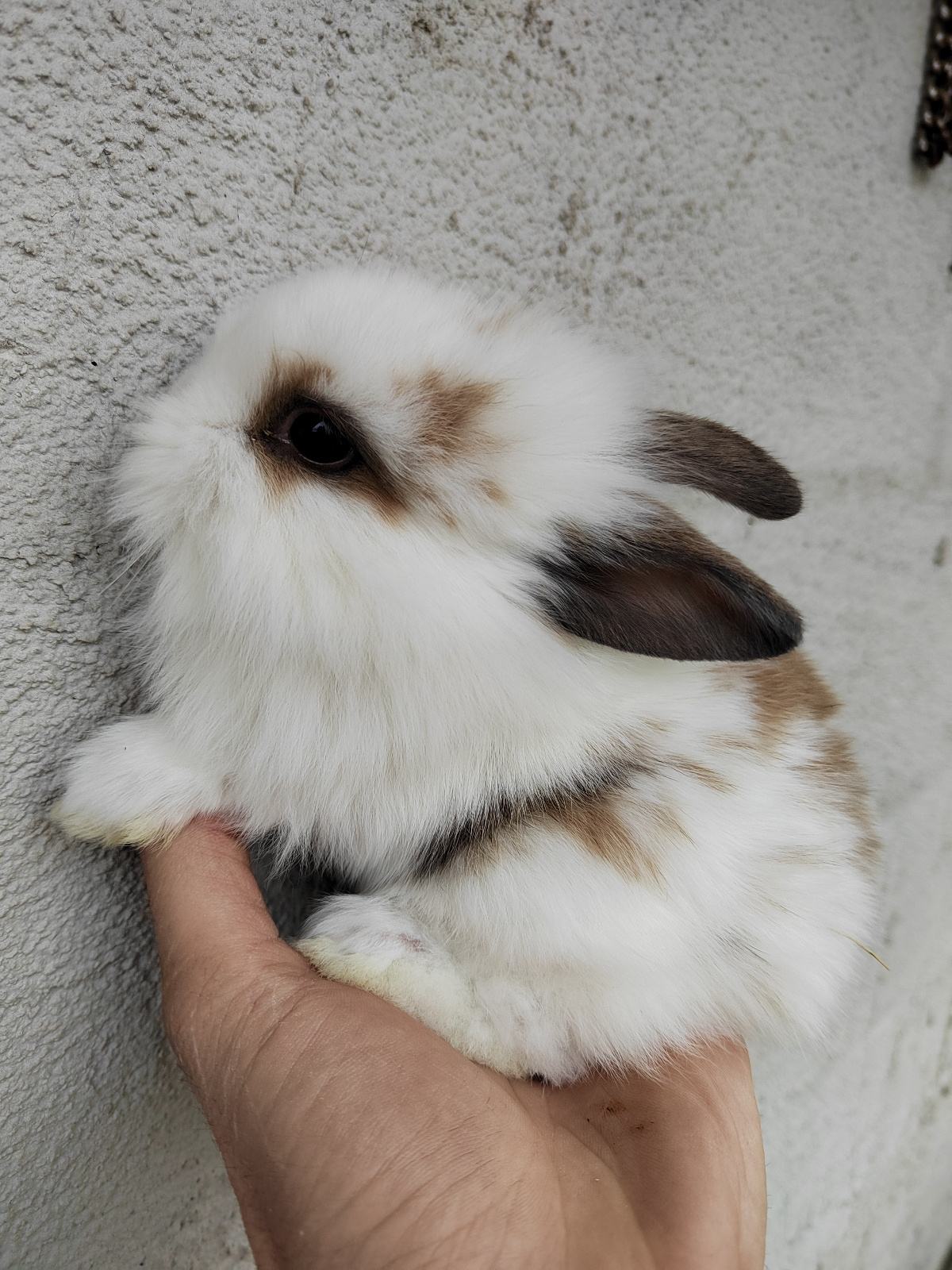 Teddy mini patuljasti kunići