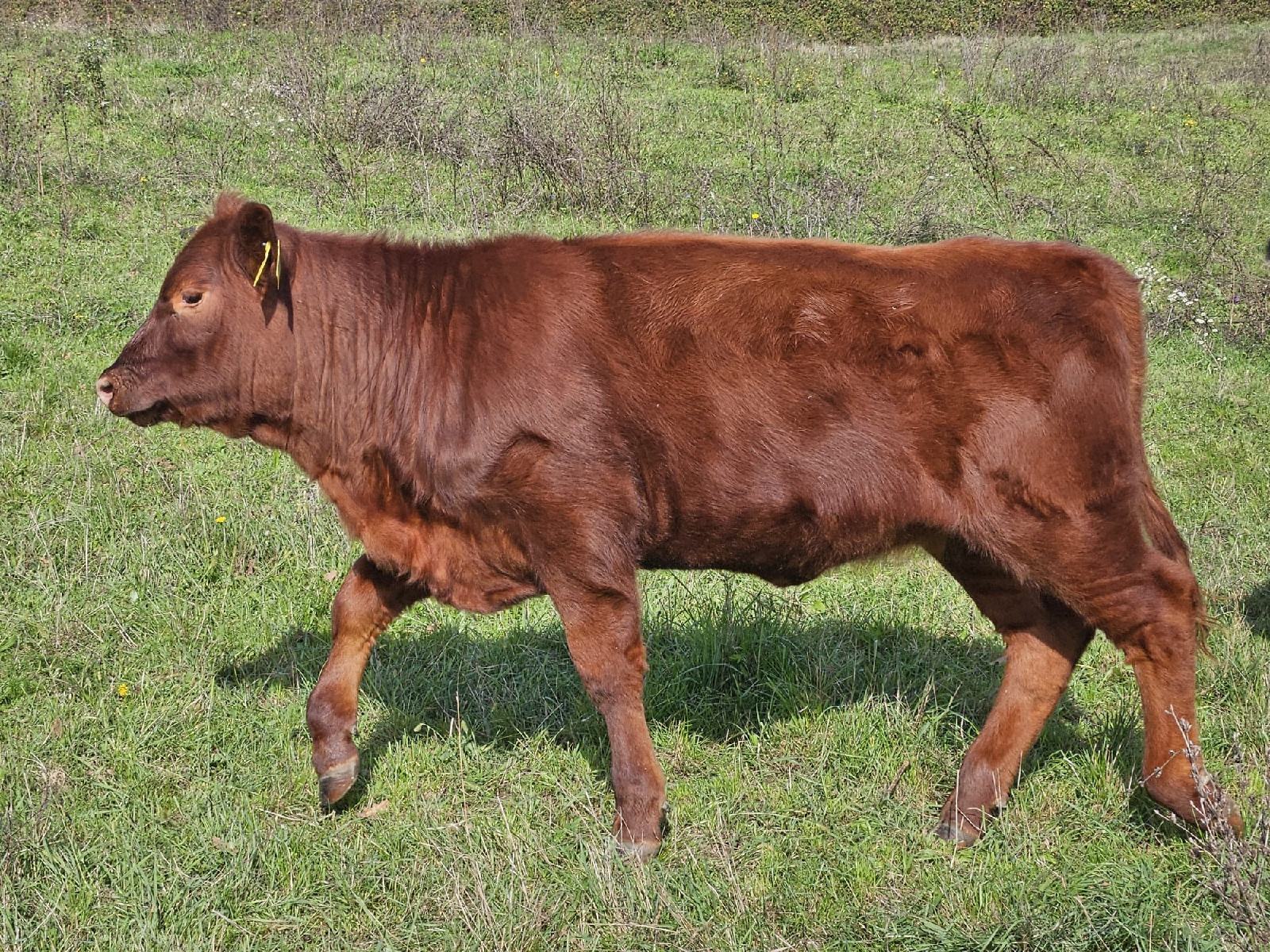 Angus ženska telad