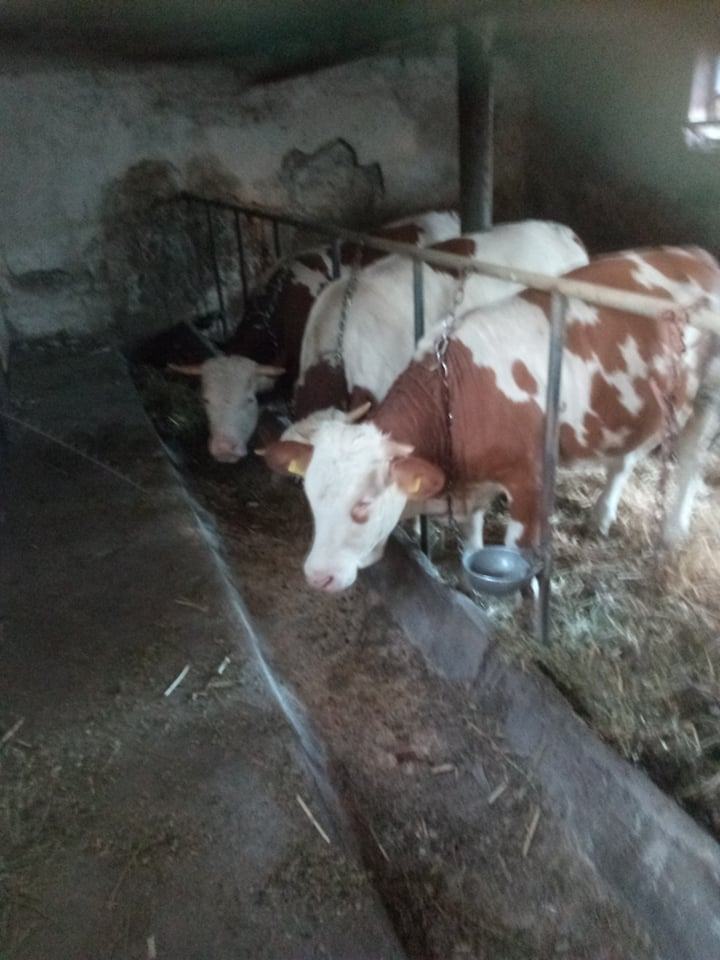 krave i telići na prodaju CJENA PO DOGOVORU