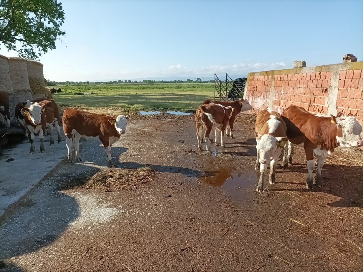 Muška telad