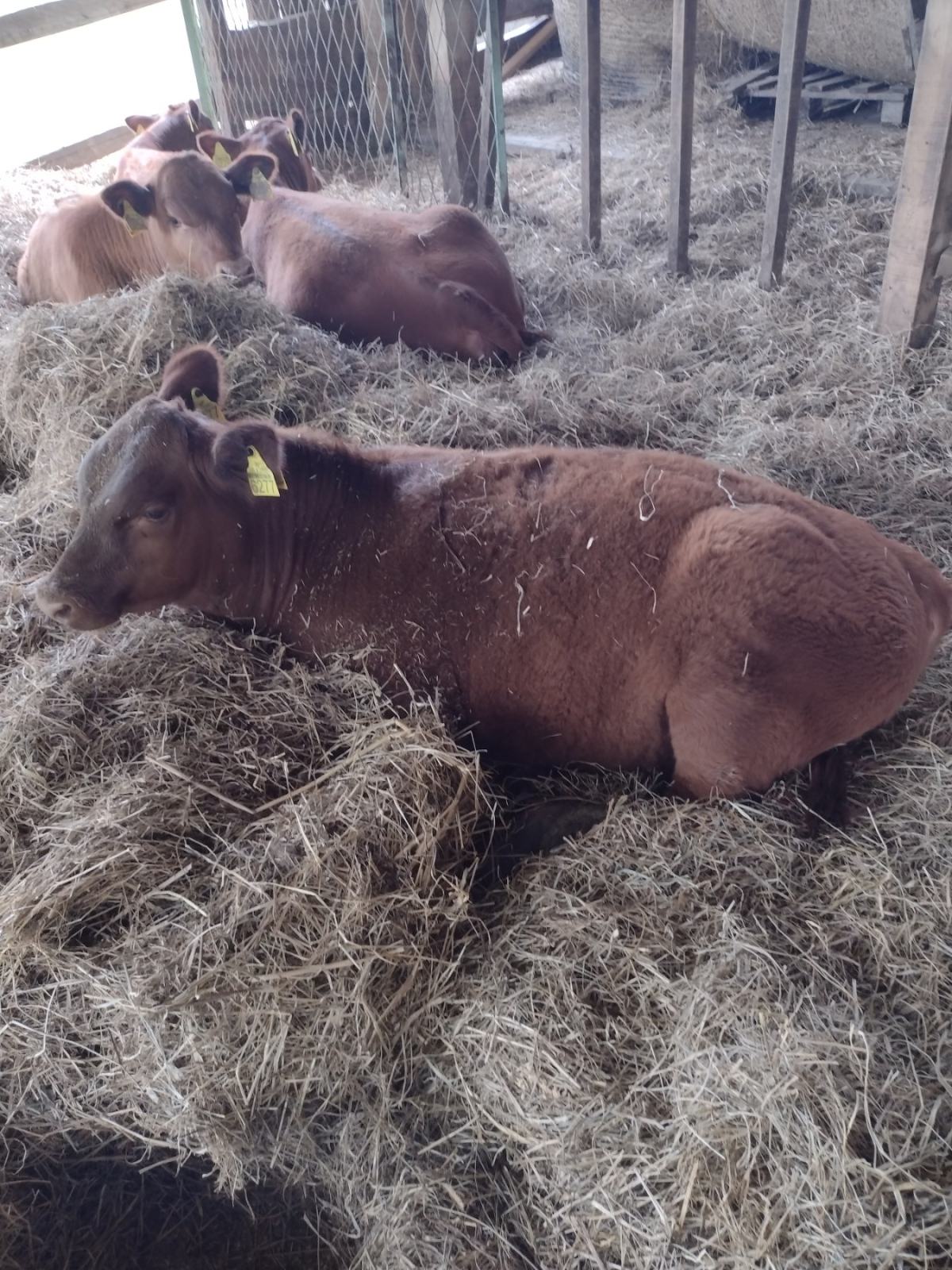 Red Angus telad