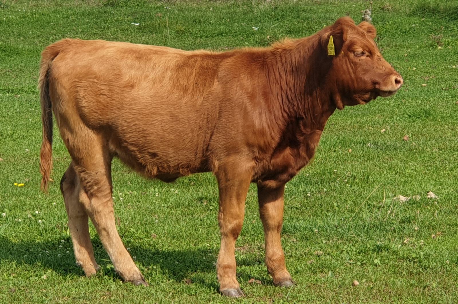 Telad