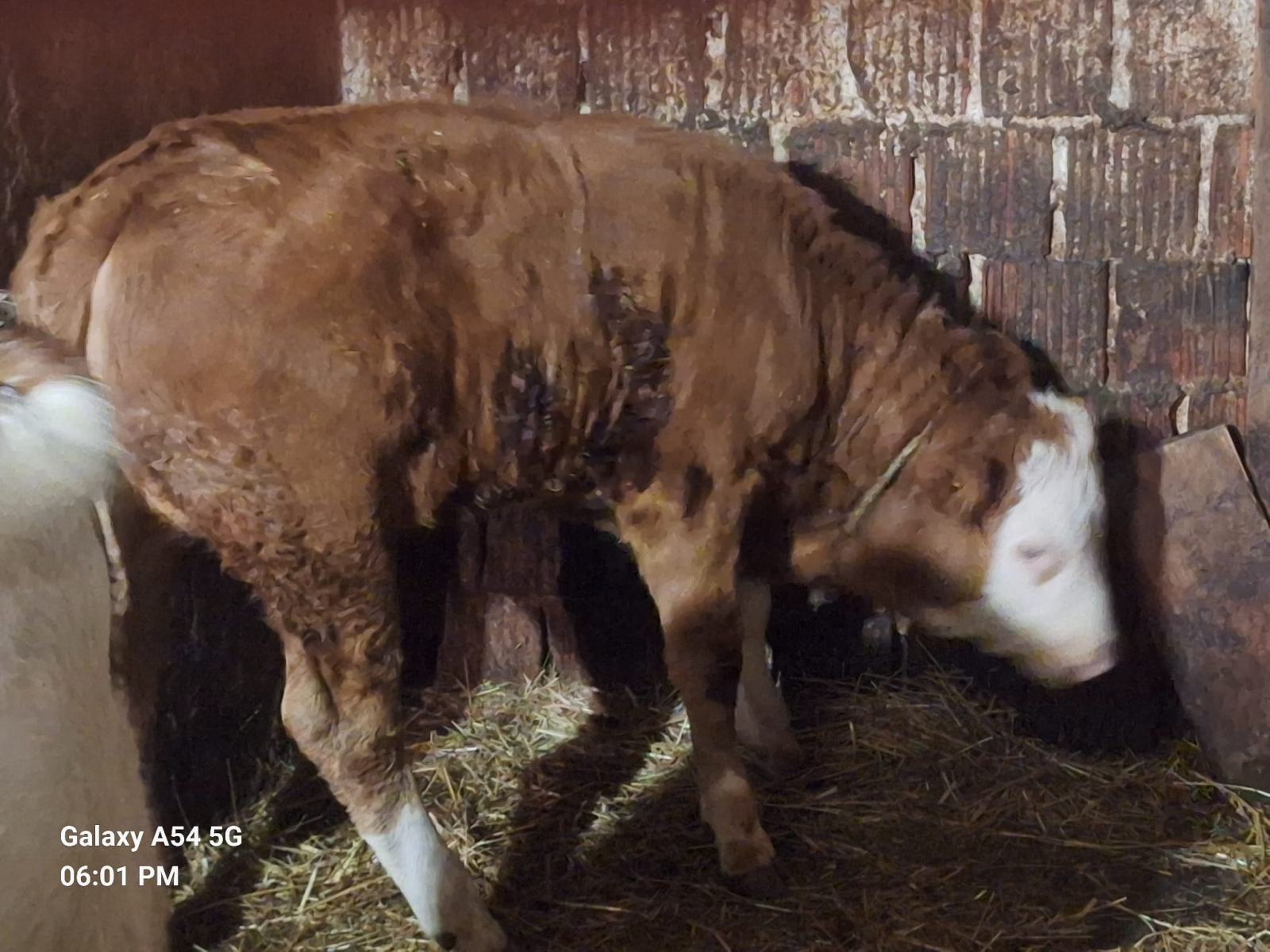 Telad