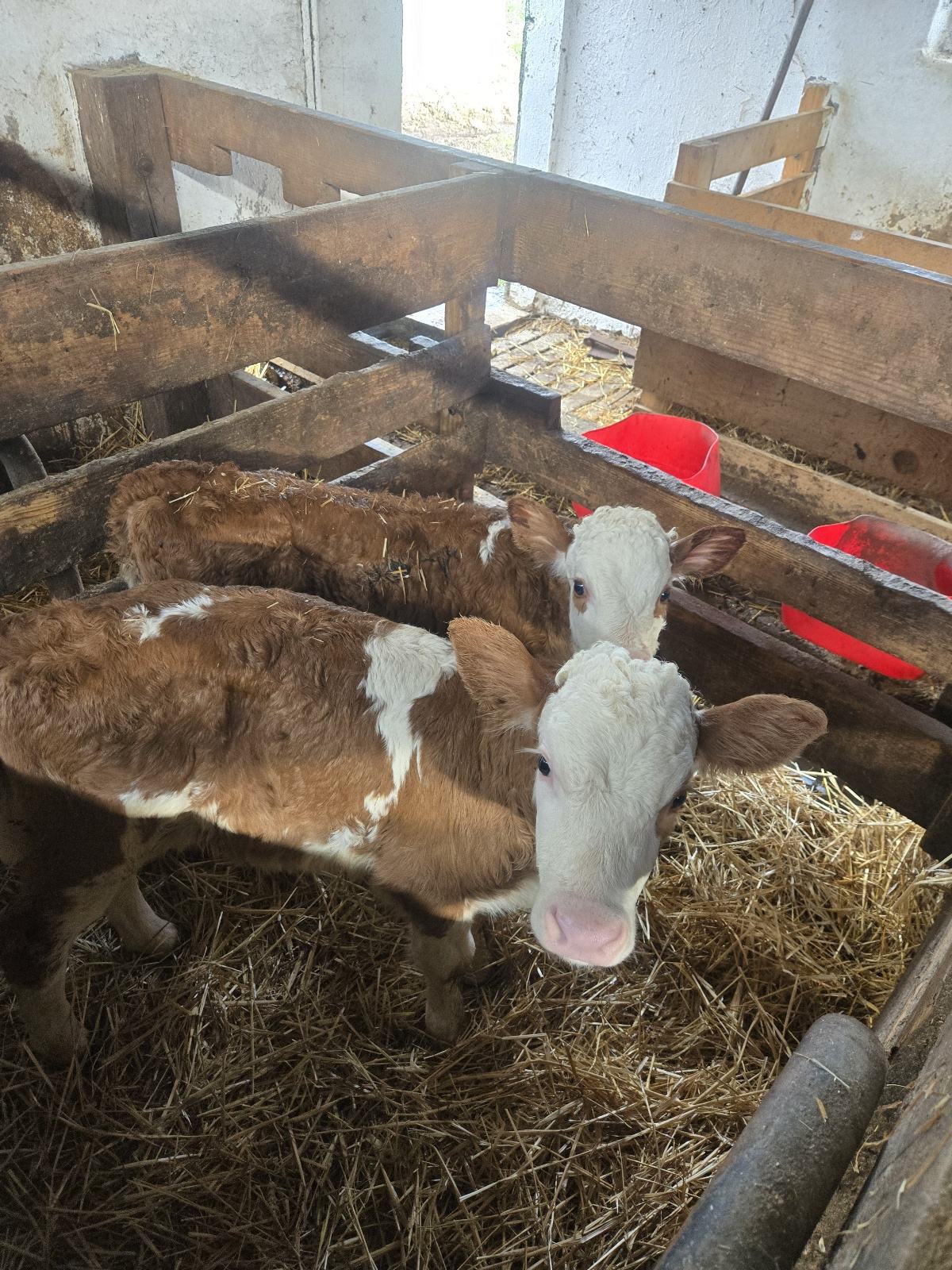 ženska telad 3 kom