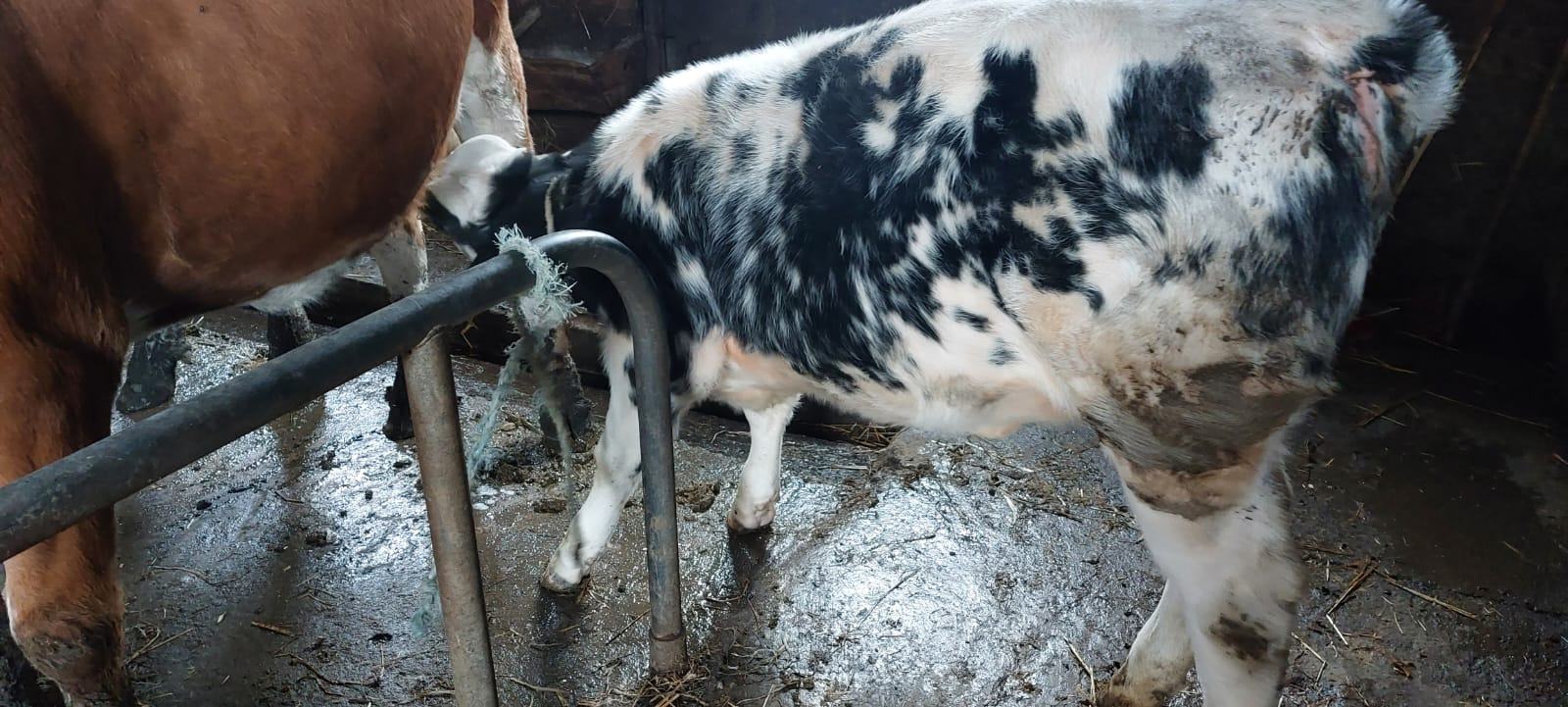 Ženski telići