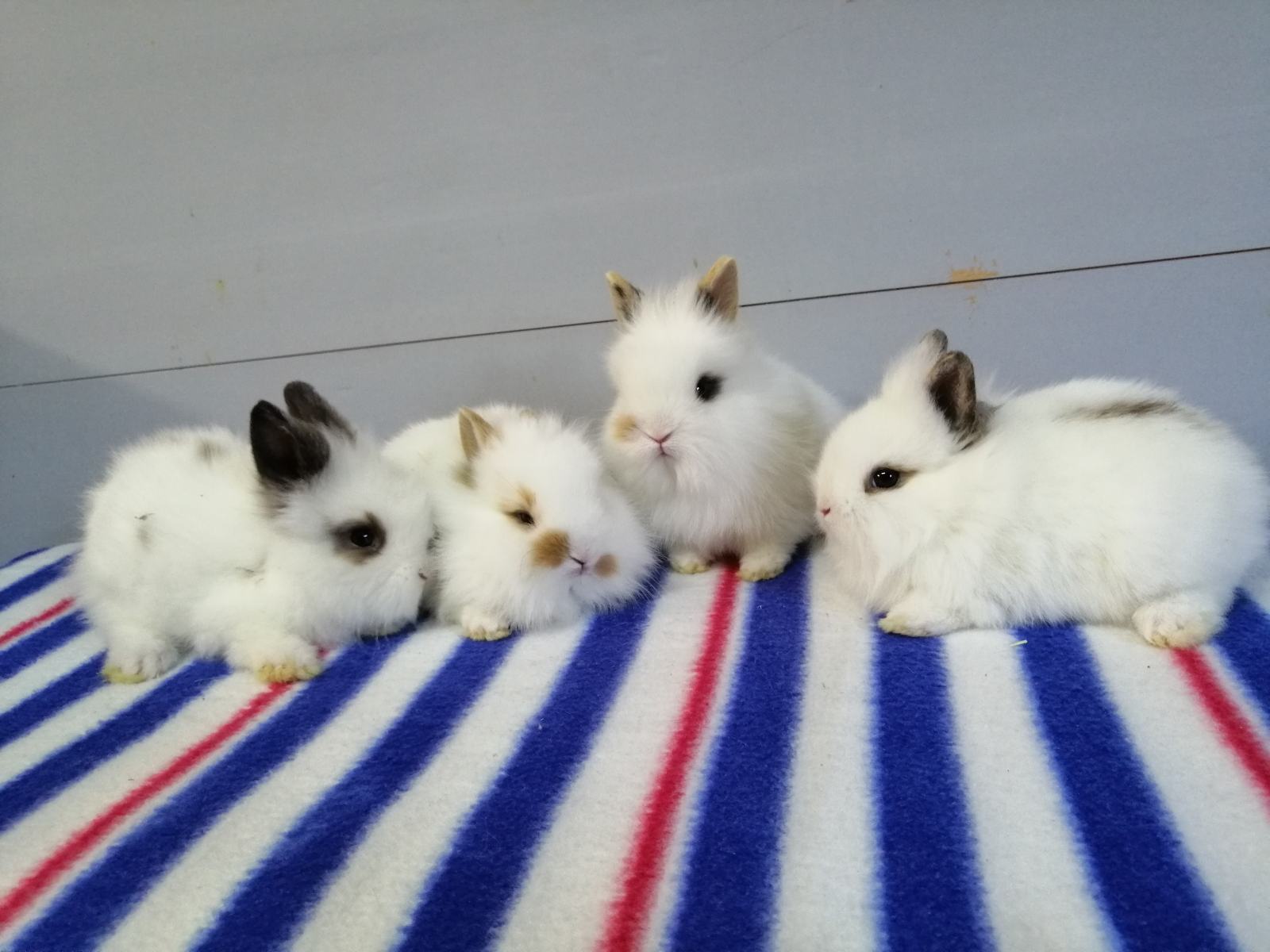 Mini kunići