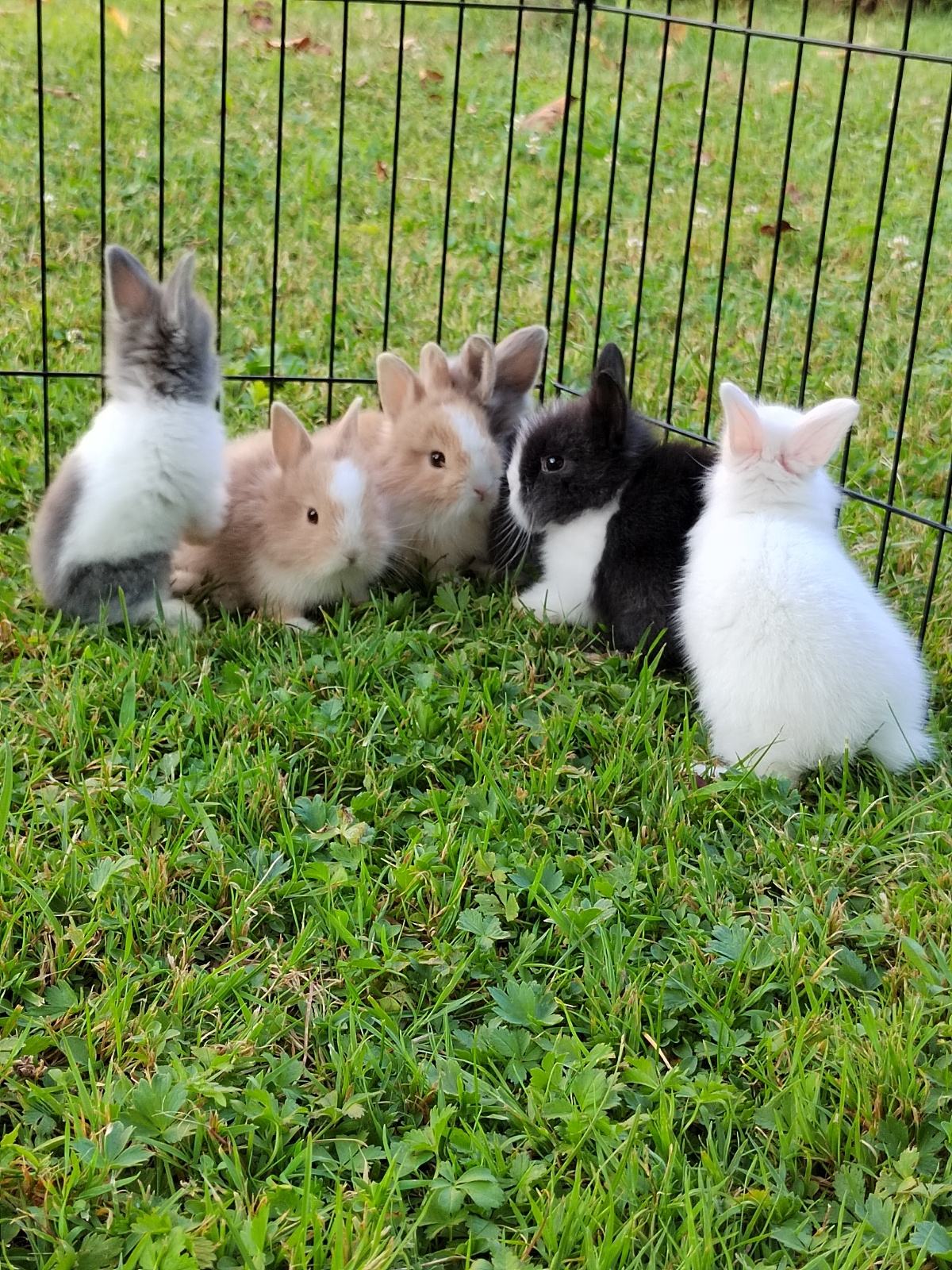 Mini patuljasti kunići kunic zecevi zec hrana kavez