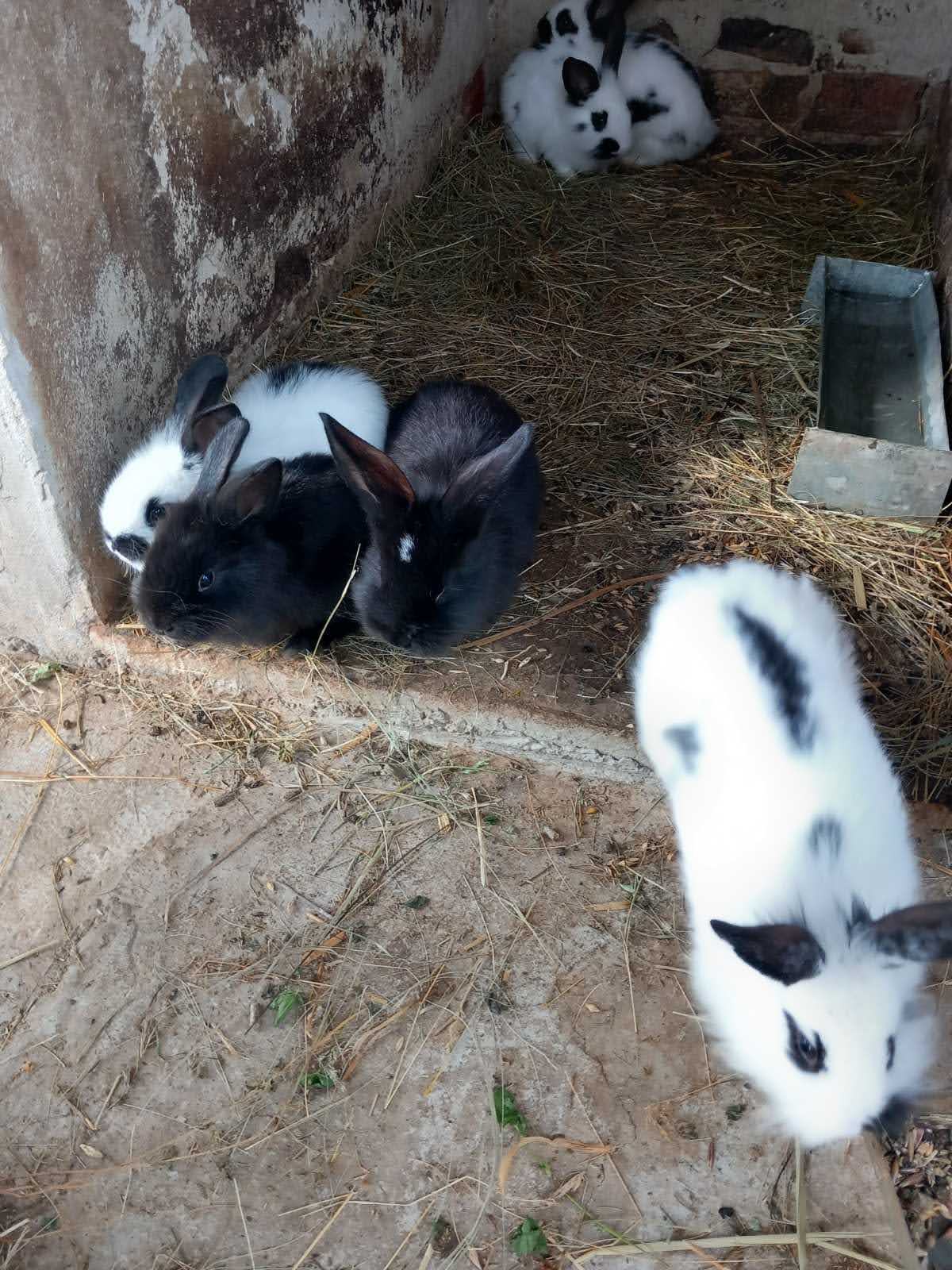 Zečevi / kunići