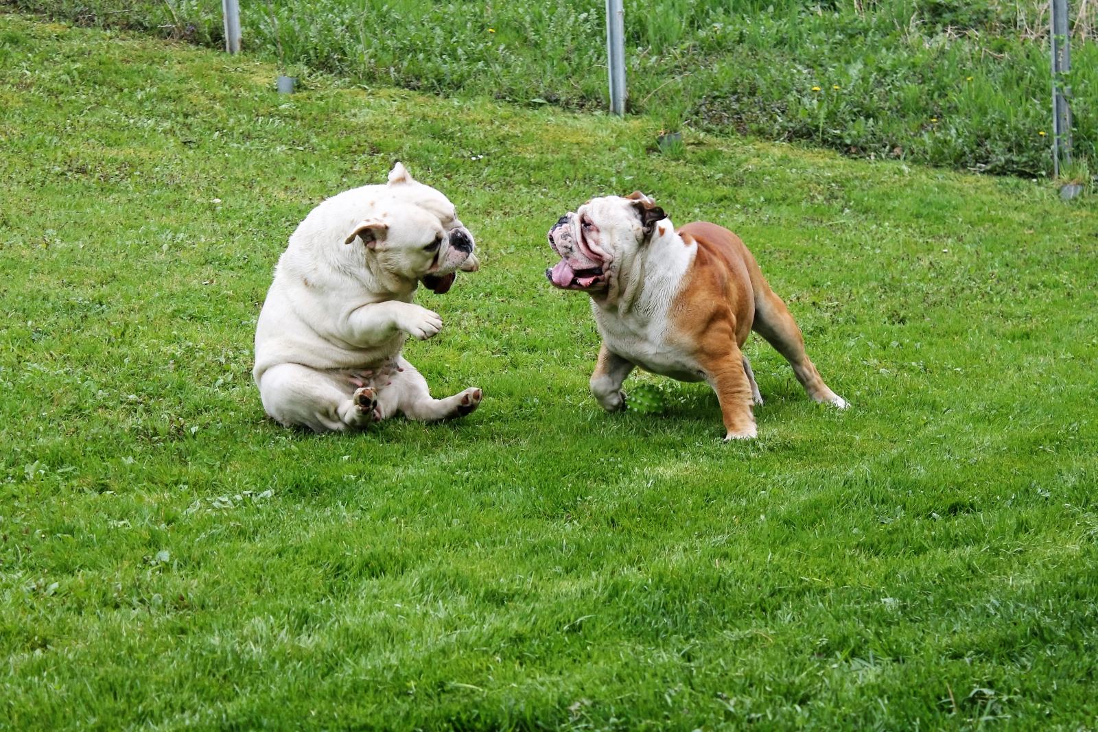 engleski buldog
