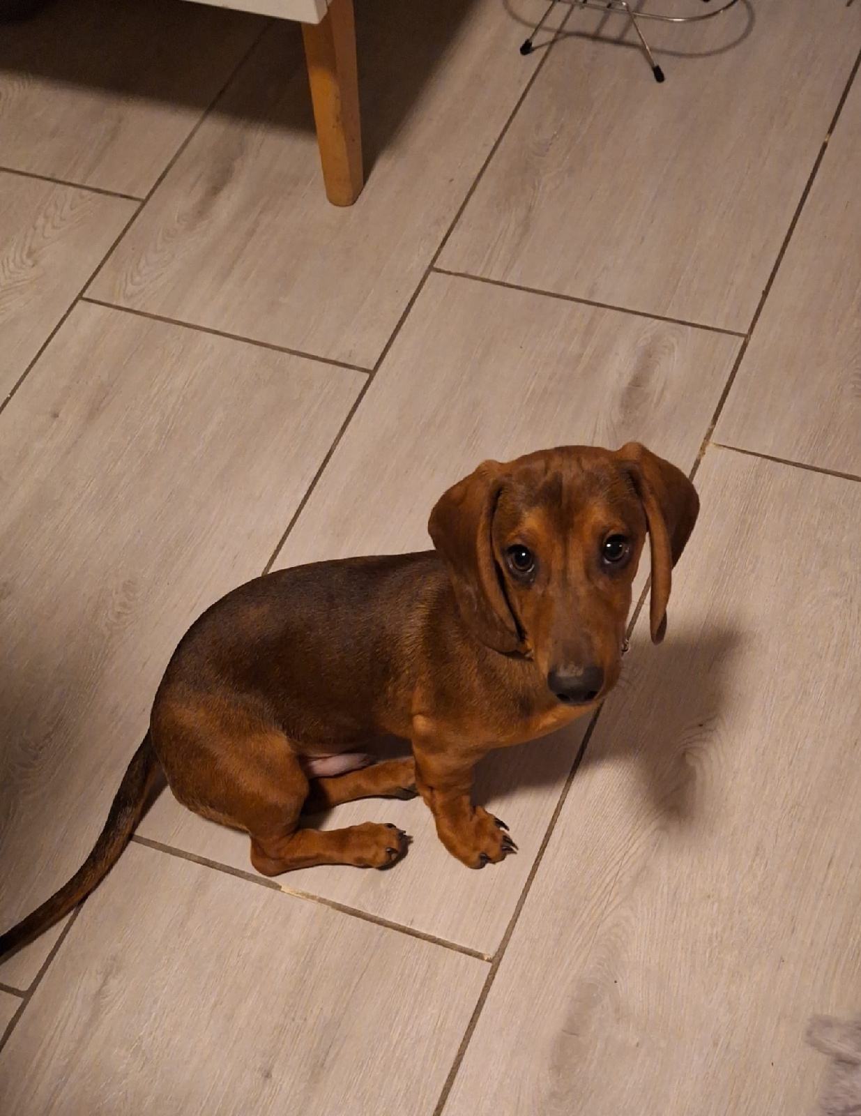 Patuljasti Jazavčar za parenje