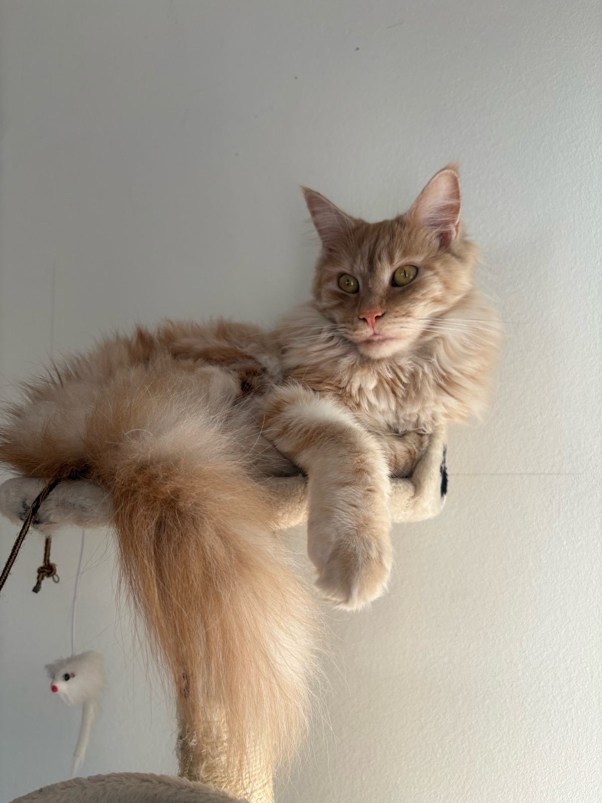 Maincoon