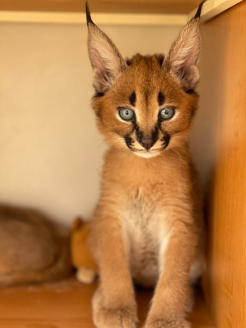Serval Bobcat Caracal St Thomas 2021 Small Cats, Ocelot, Serval
