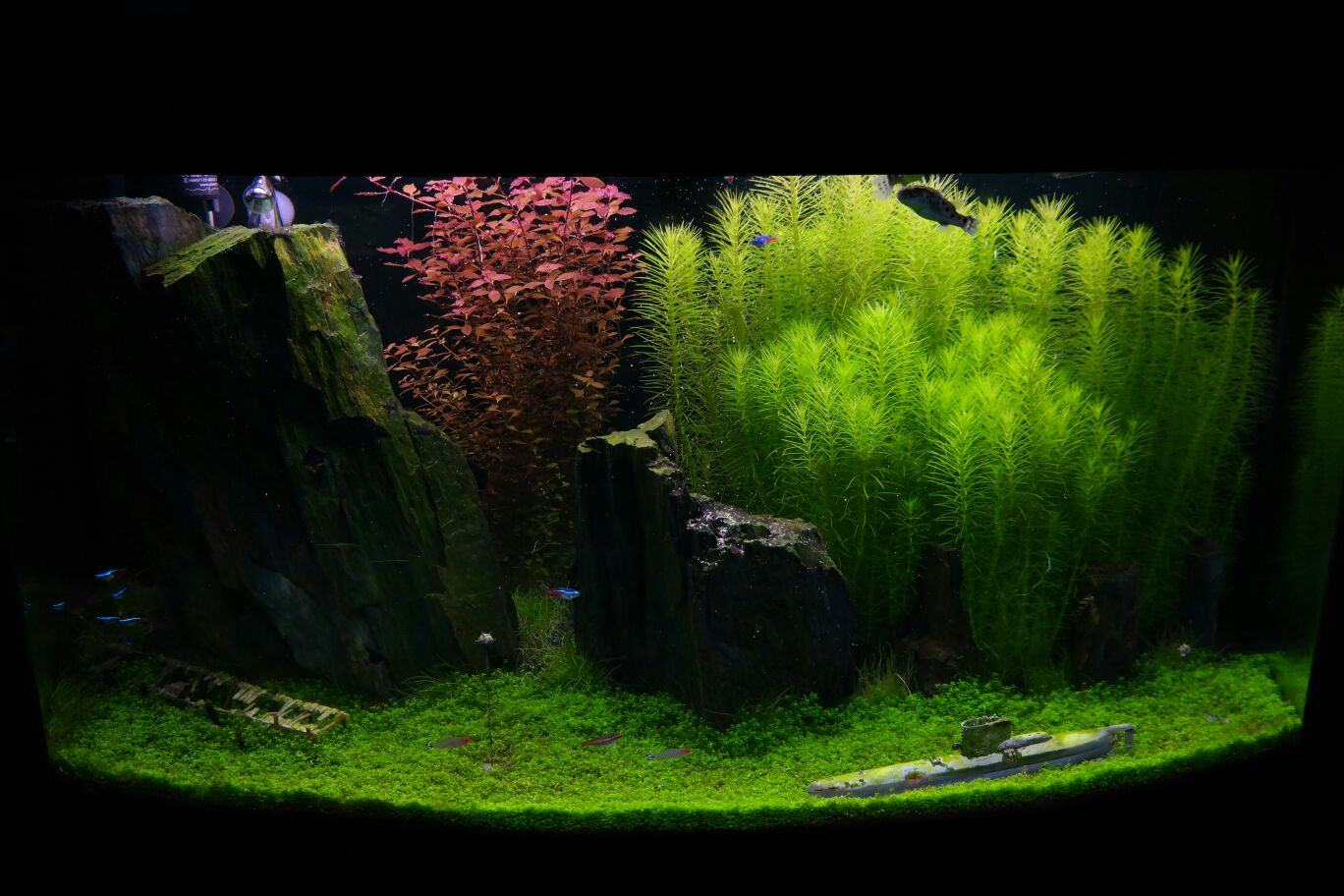 Juwel 180 Vision - aquascape