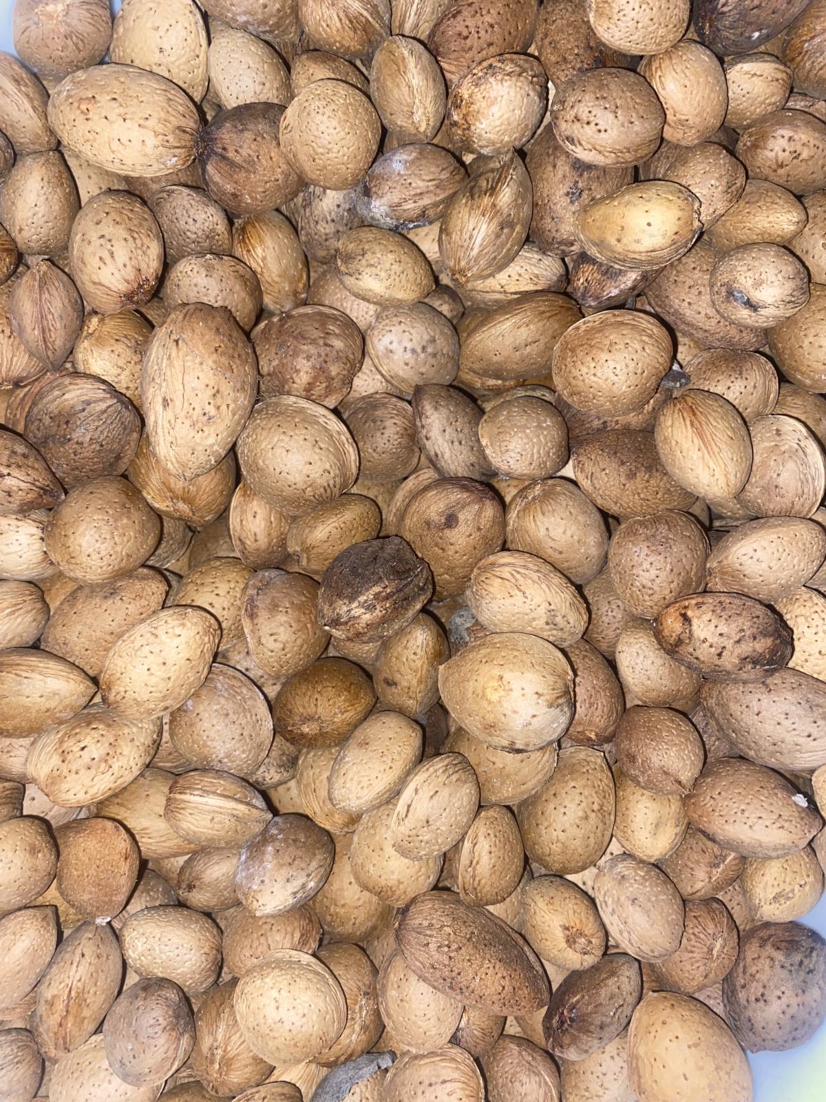 Domaći orasi