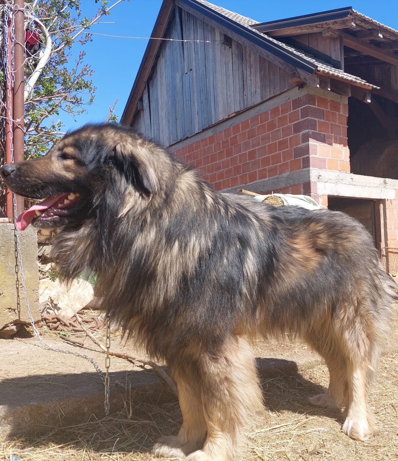 Čistokrvni Šarplaninac!!!