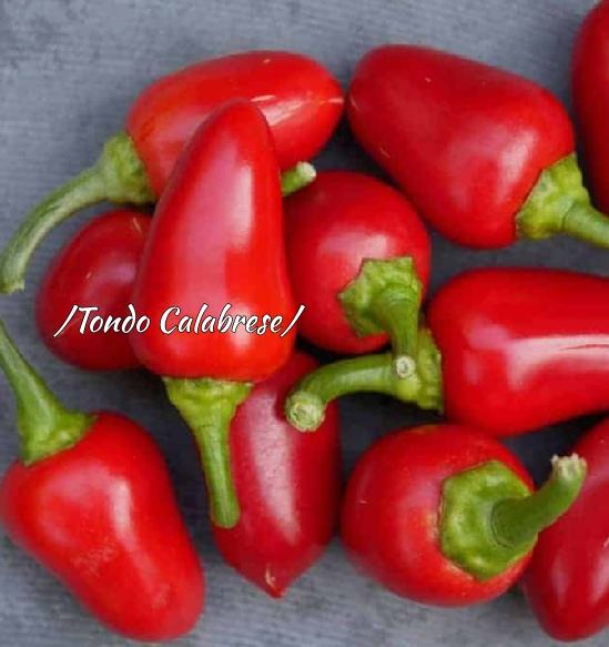 Semi di peperoncino online: Dove Comprare | Mondo del Peperoncino