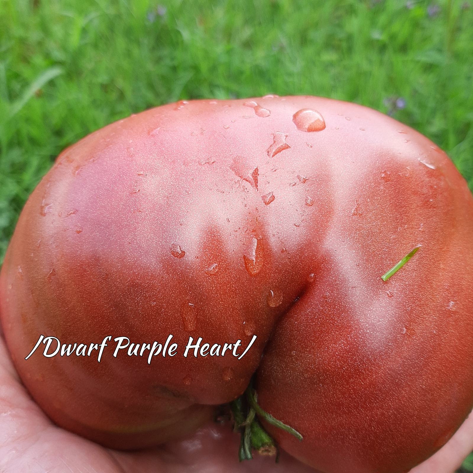 Sorta Heart Rajcica /Purple dwarf Heart/ (Sjajna sorta)