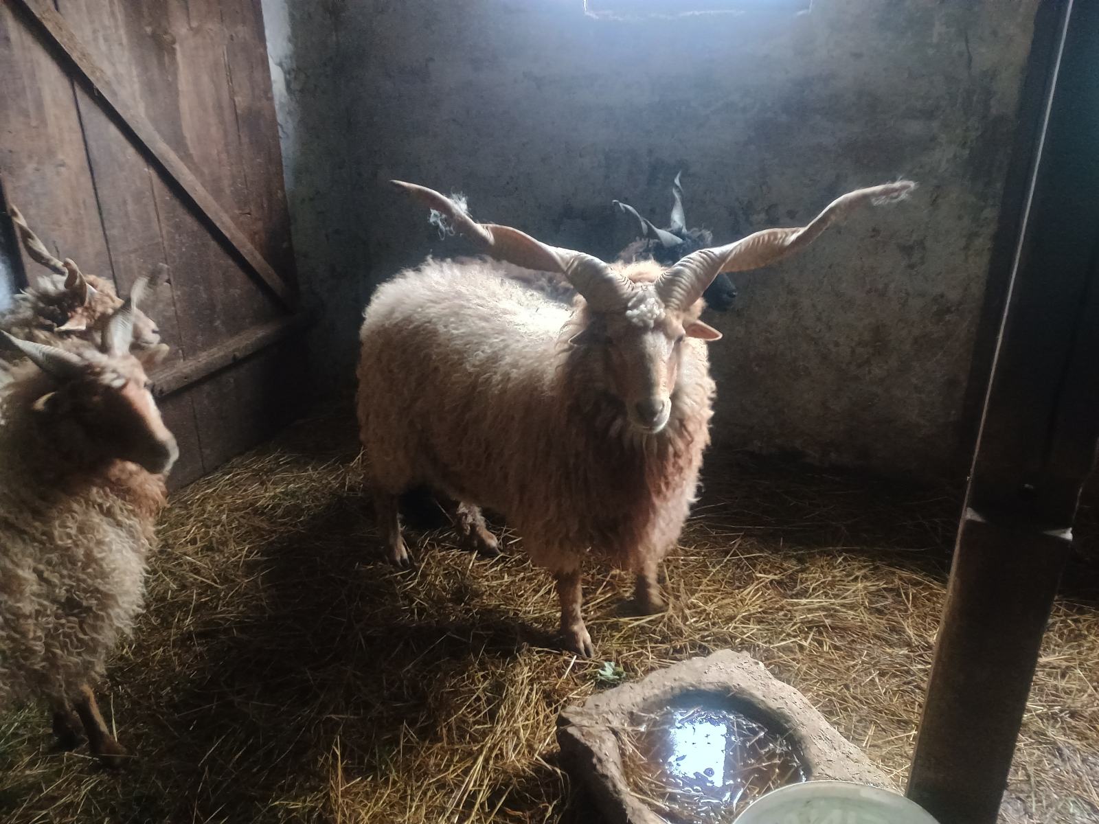 Ovce racke, vitoroge