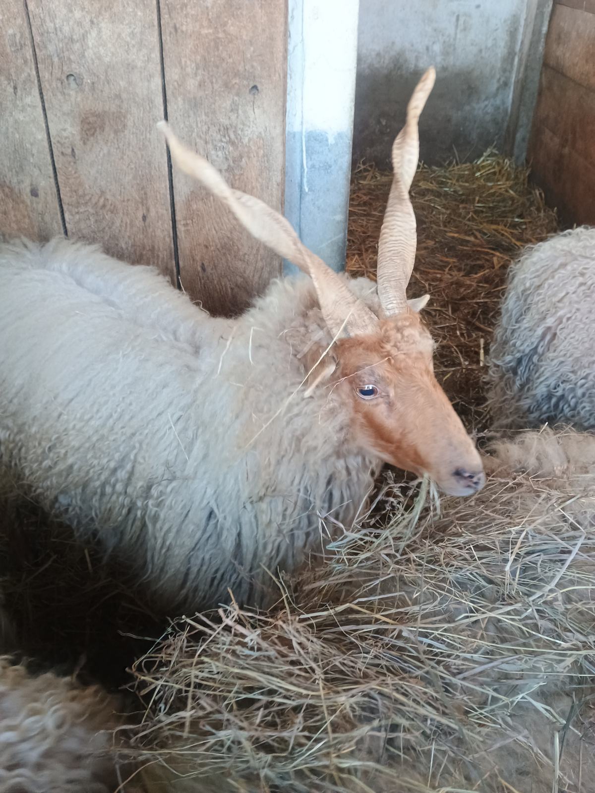 Racke vitoroge ovce i ovan