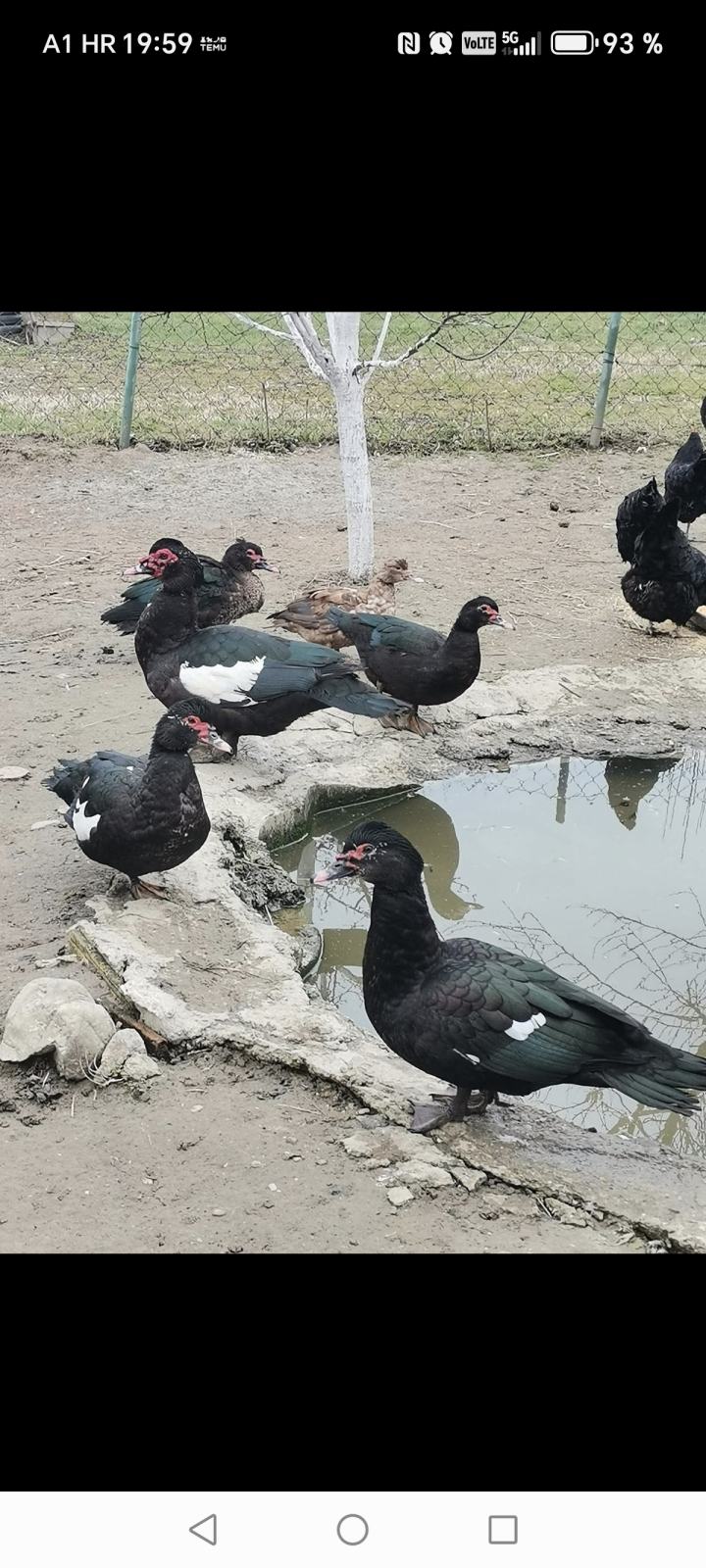 Patke Crne mošusne patke