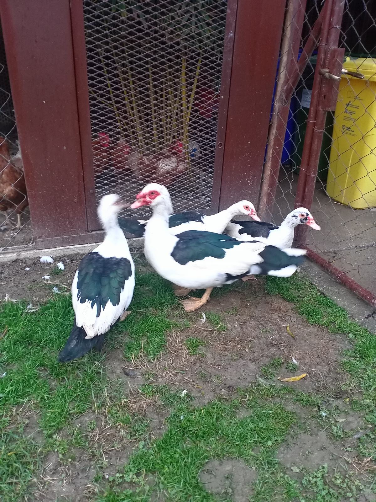 Patke Domaće patke japanke