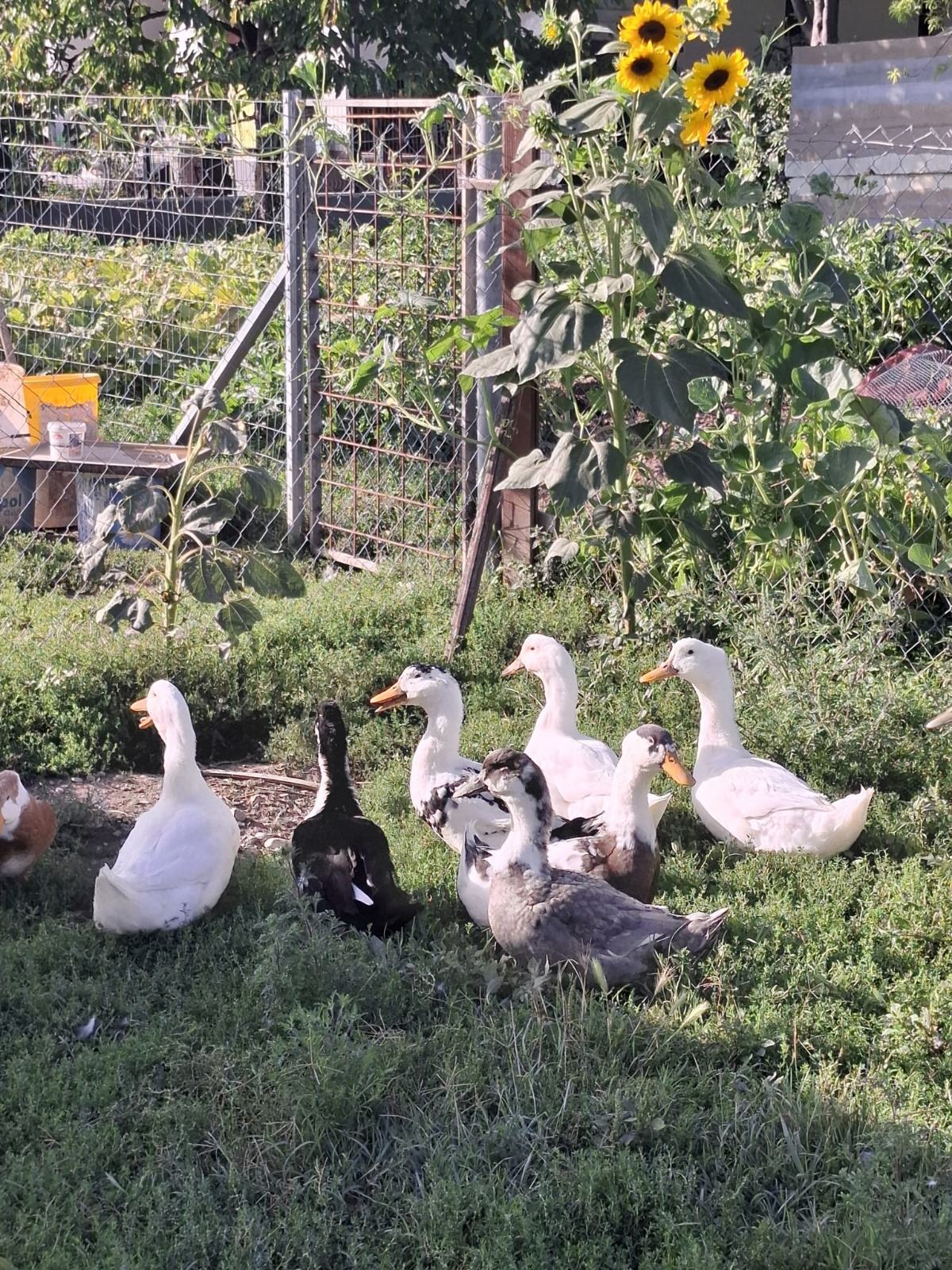 Patcke Domaće patke